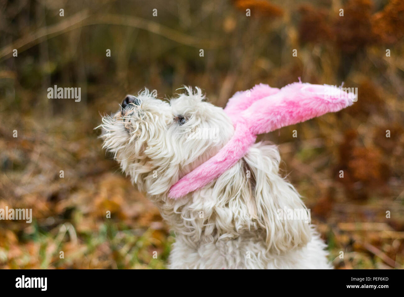 Dog bunny ears looking up Stock Photo - Alamy