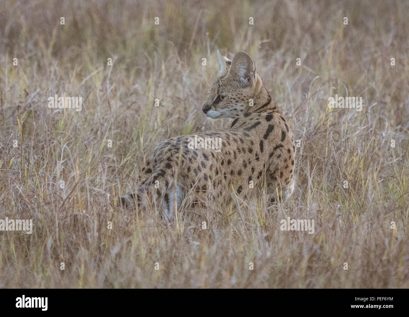 Sevale cat briefly looks behing him, while stalking in short dry grass in Botswana Stock Photo