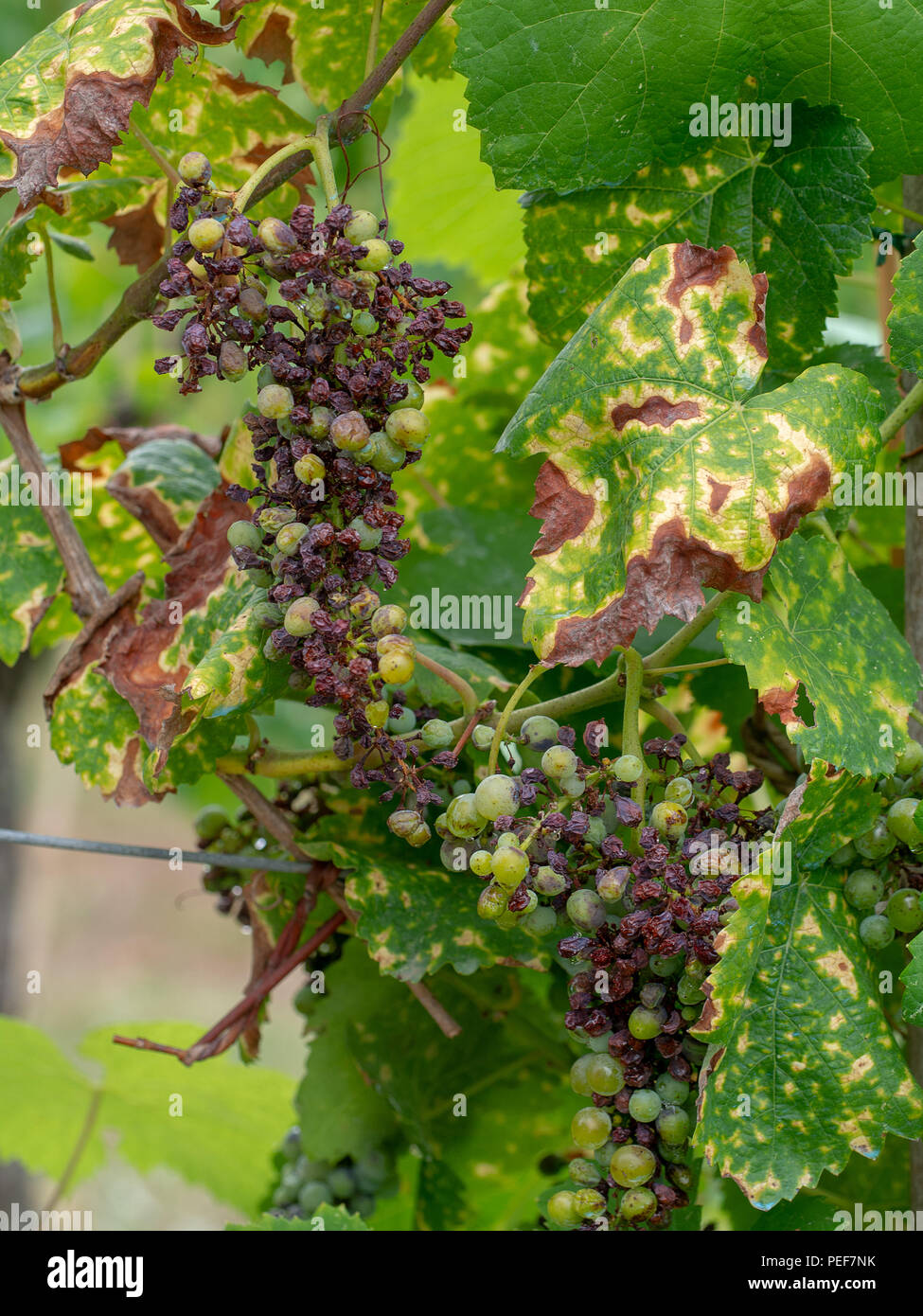 Plant pathology hires stock photography and images Alamy