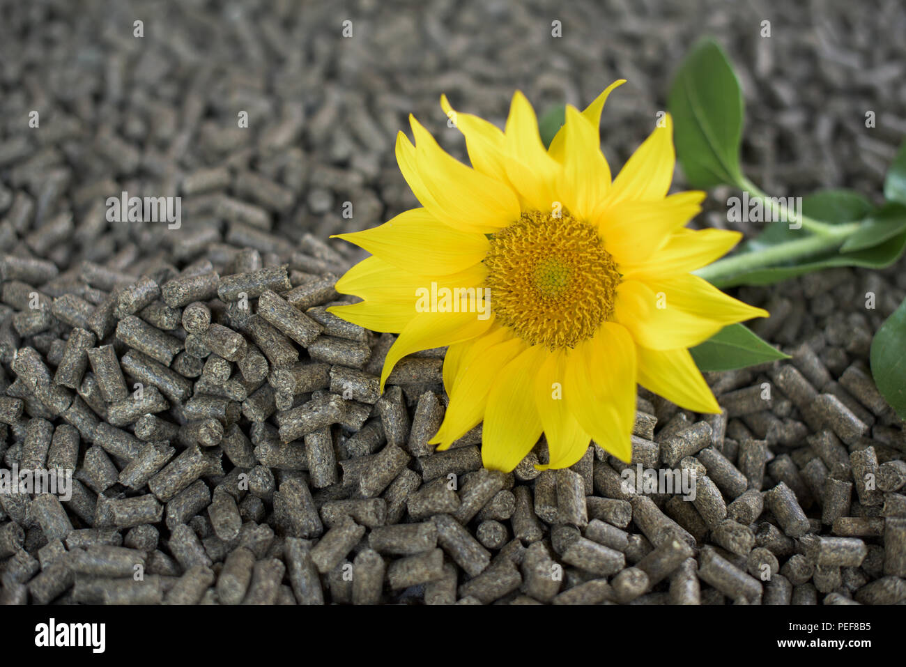 Pellets made of sunflower renewable energy Stock Photo Alamy