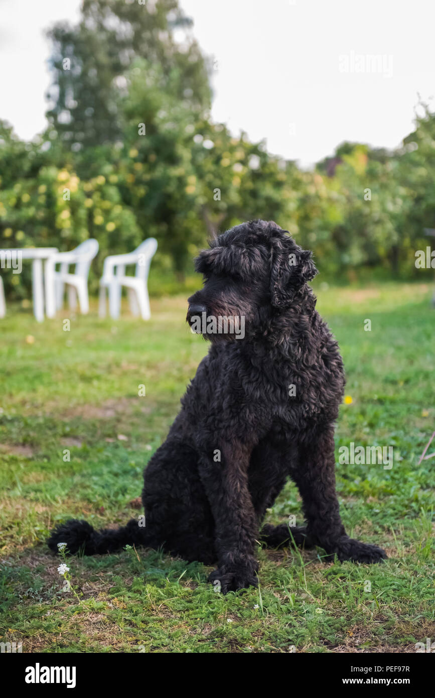 black russian terrier poodle mix for sale