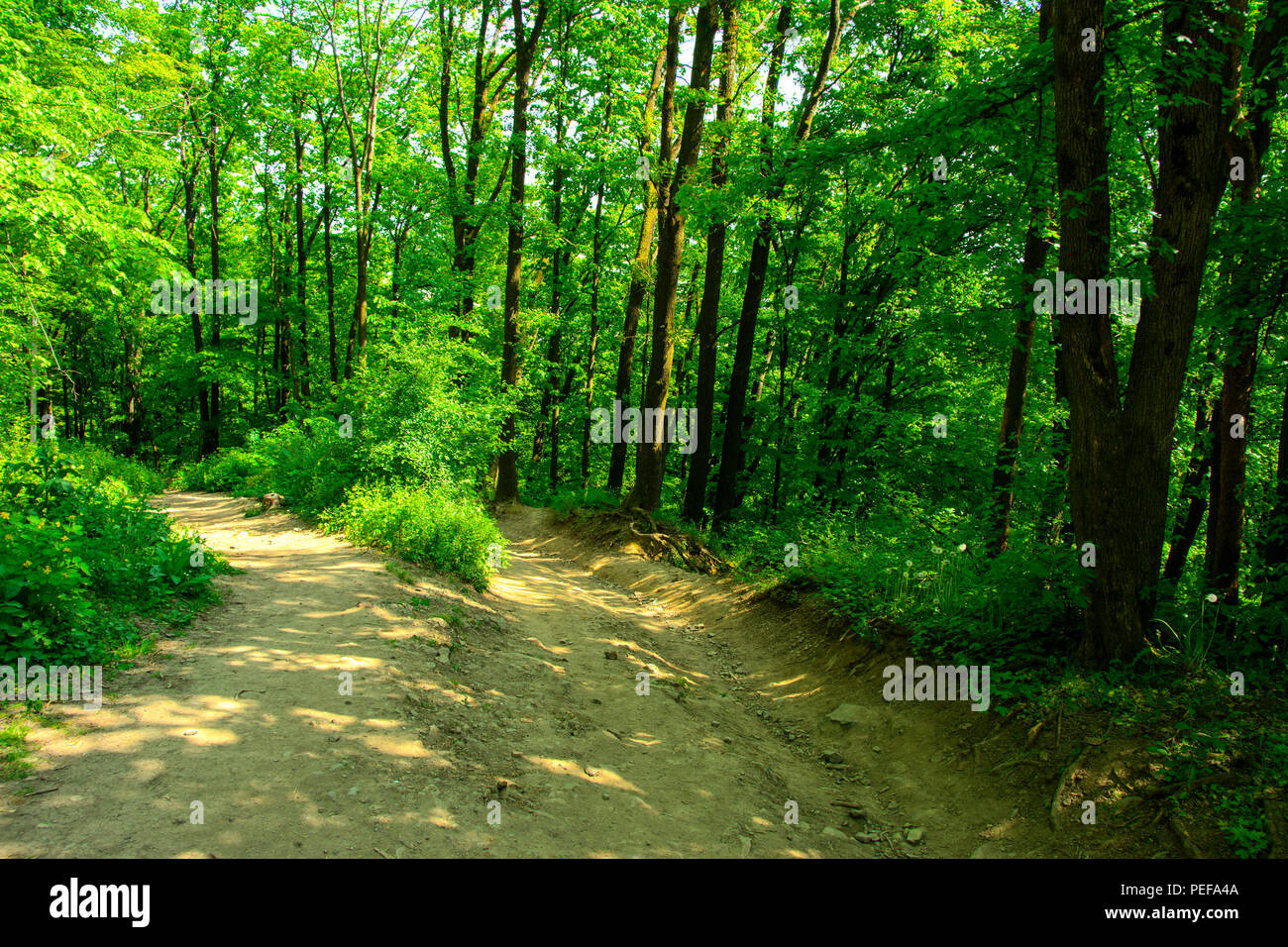 An empty gravel path in a dense green forest surrounded by tall trees ...