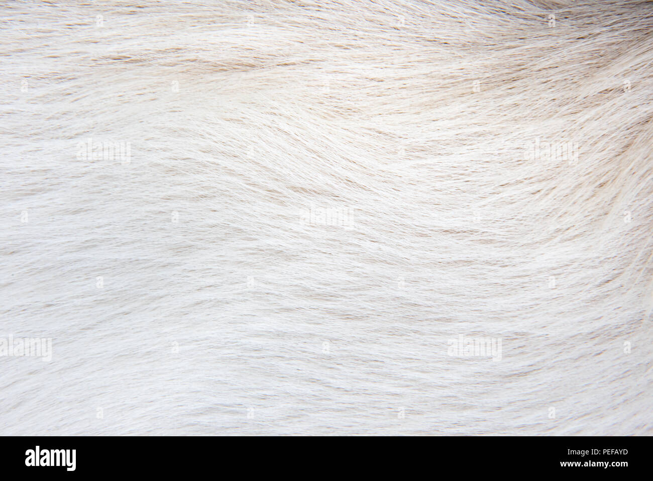 How To Get White Dog Fur White at Mary Thompson blog