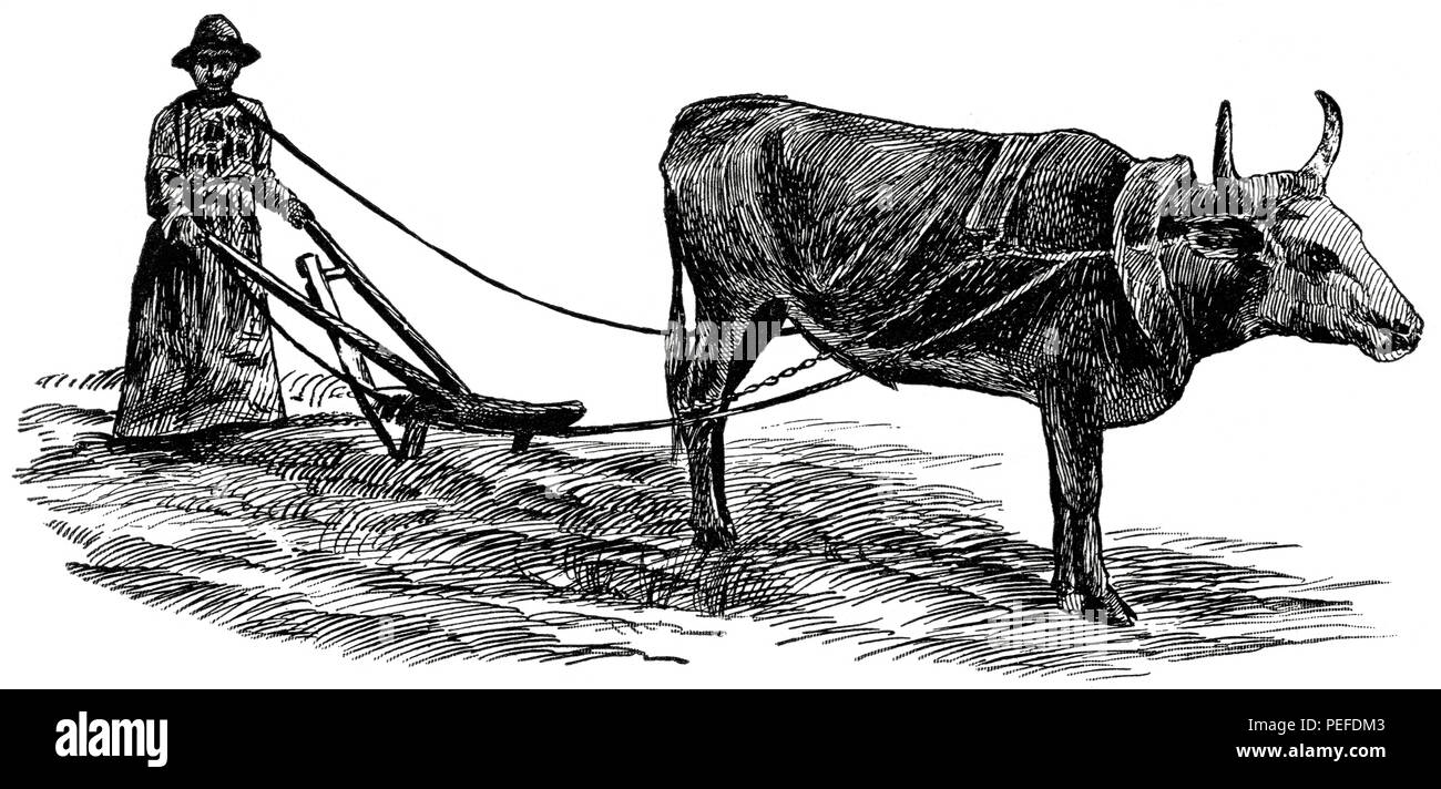 Farming in Rural Georgia, USA, Illustration, Classical Portfolio of Primitive Carriers, by Marshall M. Kirman, World Railway Publ. Co., Illustration, 1895 Stock Photo