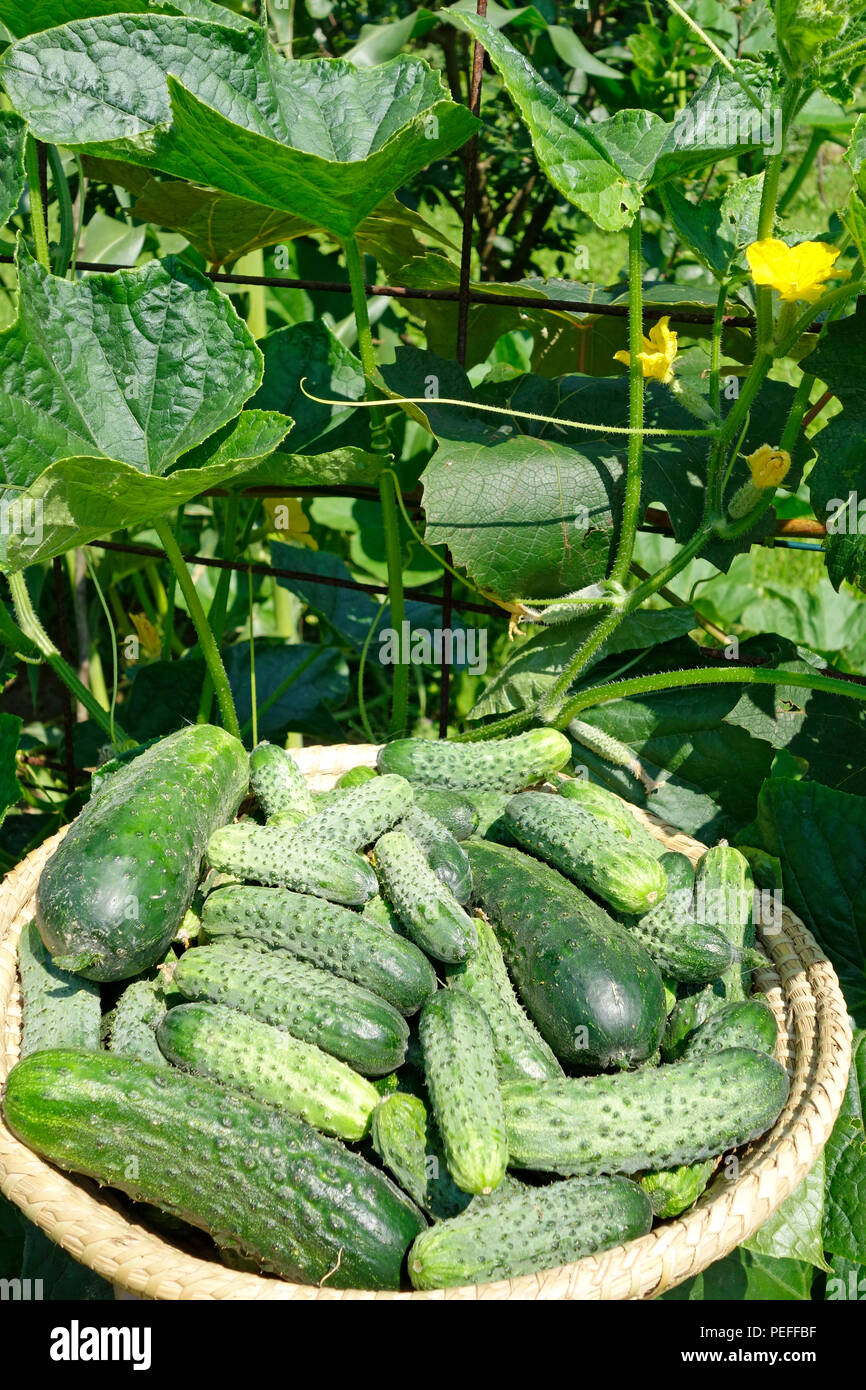 Cucumber harvest a field hi-res stock photography and images - Alamy