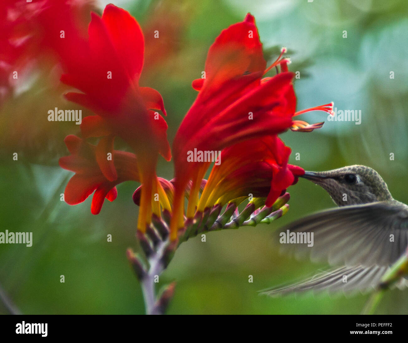 Hummingbird Stock Photo