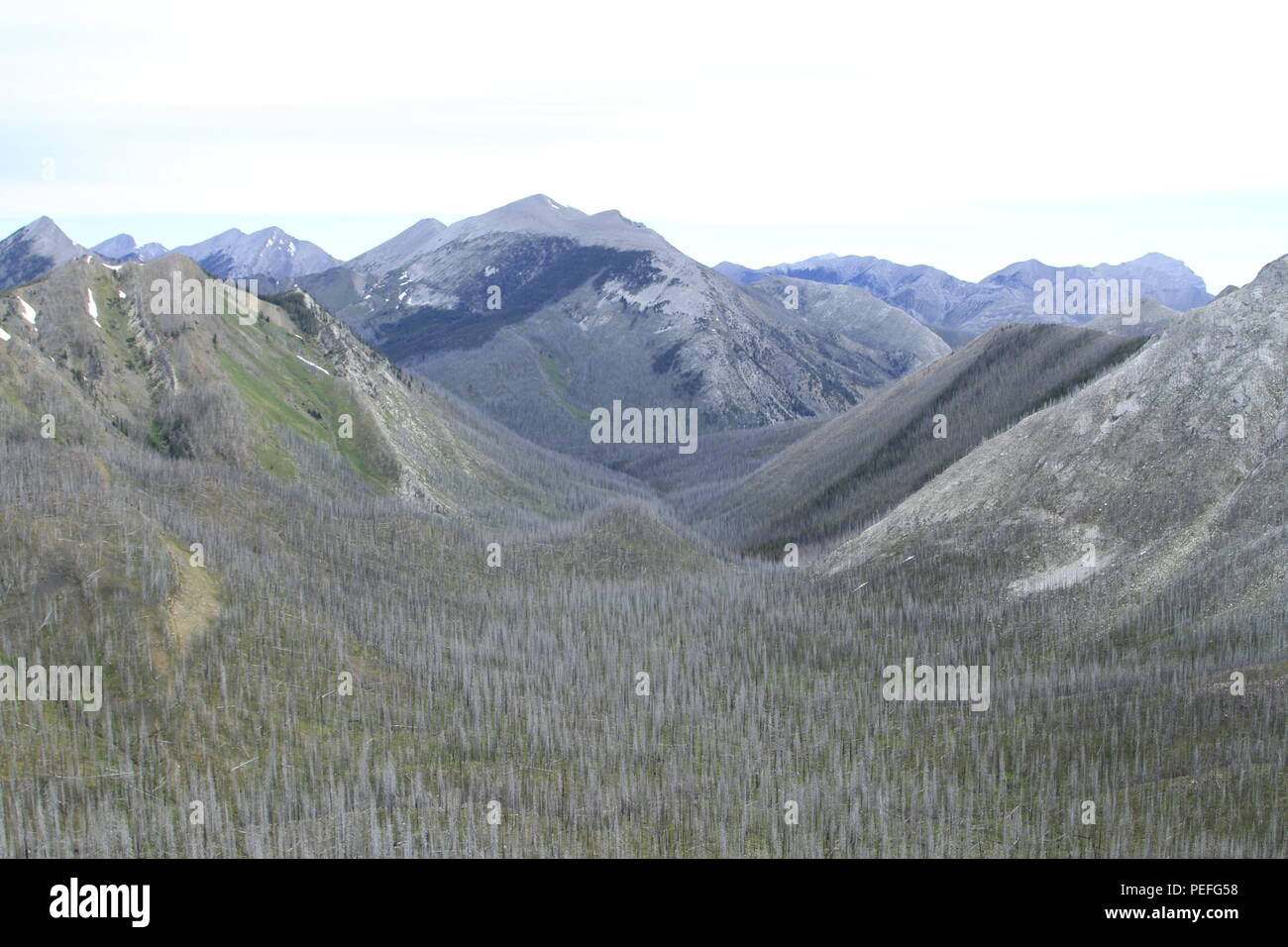 Olney Creek Drainage, Bob Marshall Wilderness, Rocky Mountain Front, Montana, USA Stock Photo