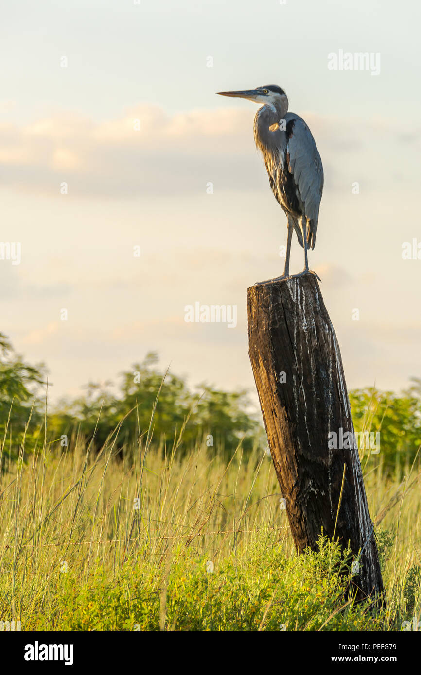Texas shore birds hires stock photography and images Alamy