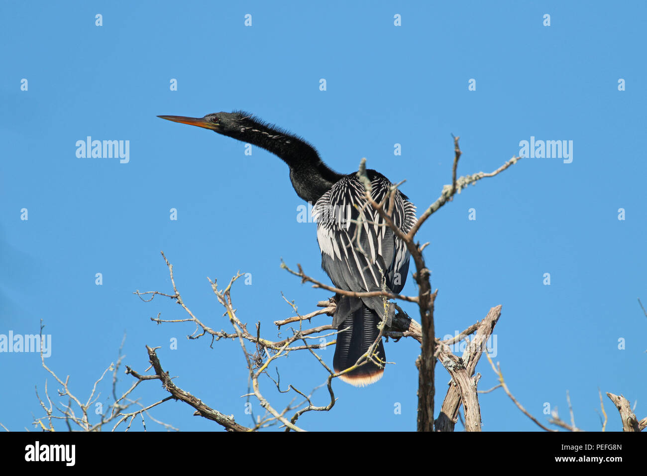 Anhinga or snake bird perched on a branch Stock Photo