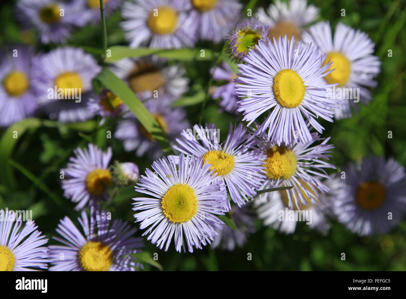 Aster wildflowers, Glacier National Park, Montana, USA Stock Photo - Alamy