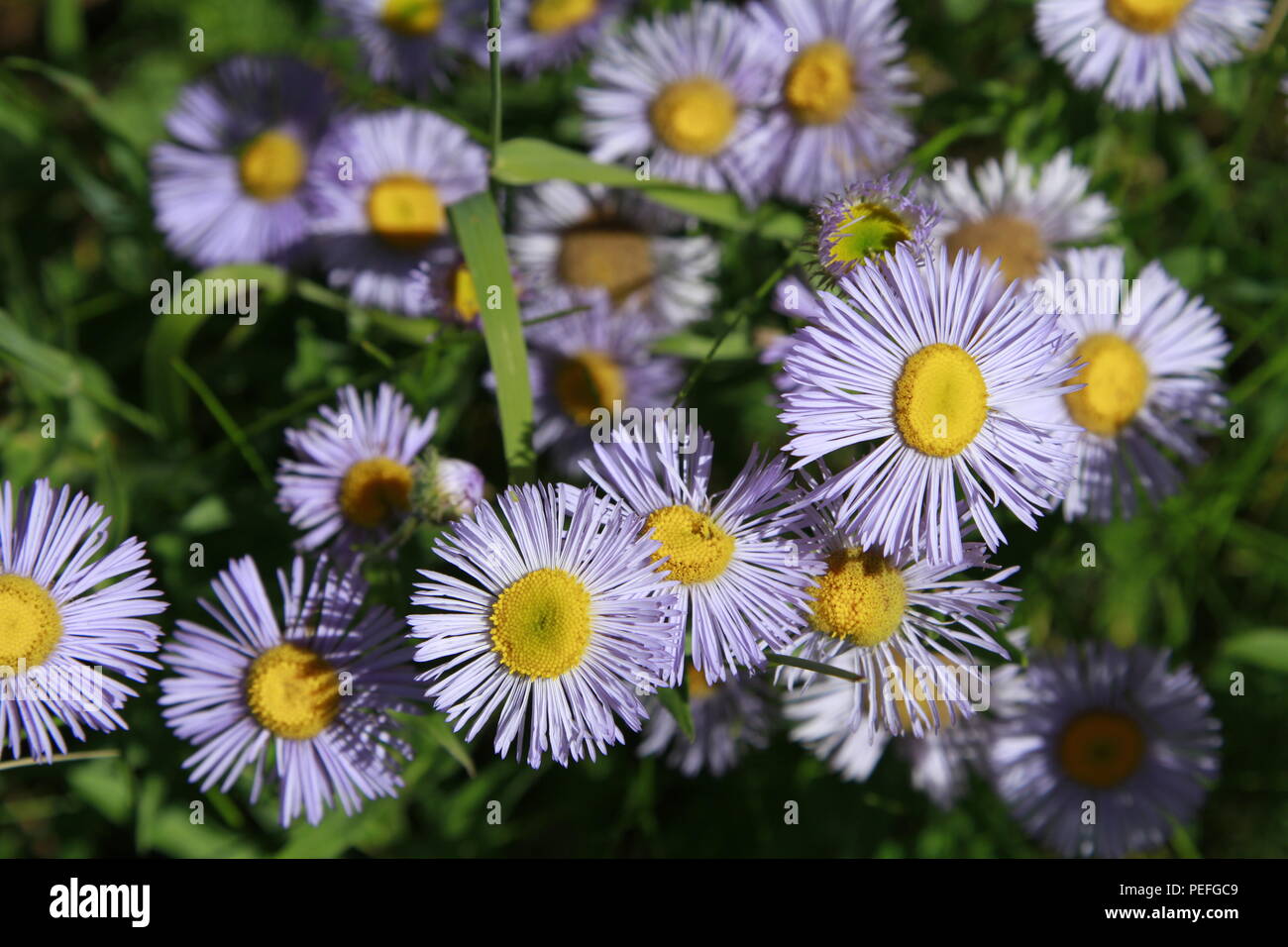 Aster wildflowers, Glacier National Park, Montana, USA Stock Photo - Alamy
