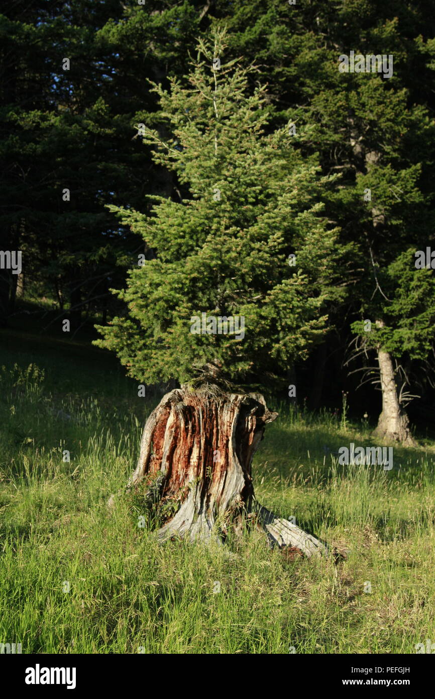 Young fir tree growing out of the stump of an old tree harvested for