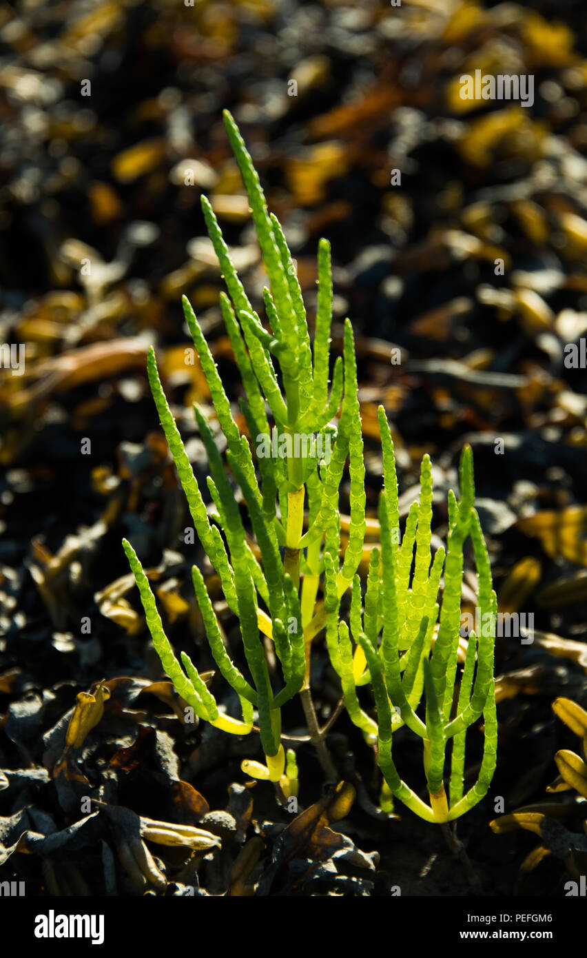 Edible sea herbs hires stock photography and images Alamy