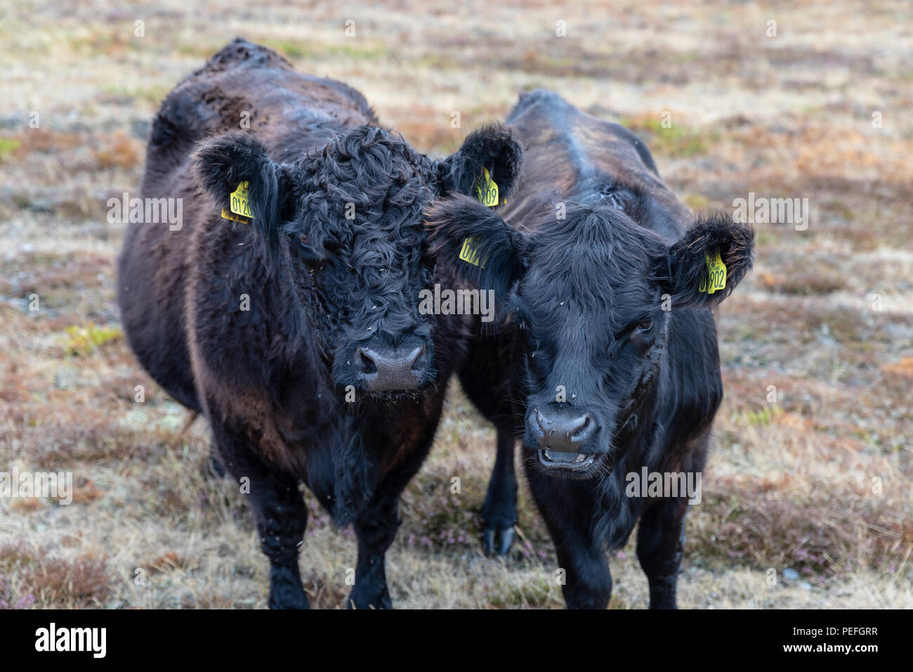 Galloway cattle in a field; Laesoe, Denmark Stock Photo