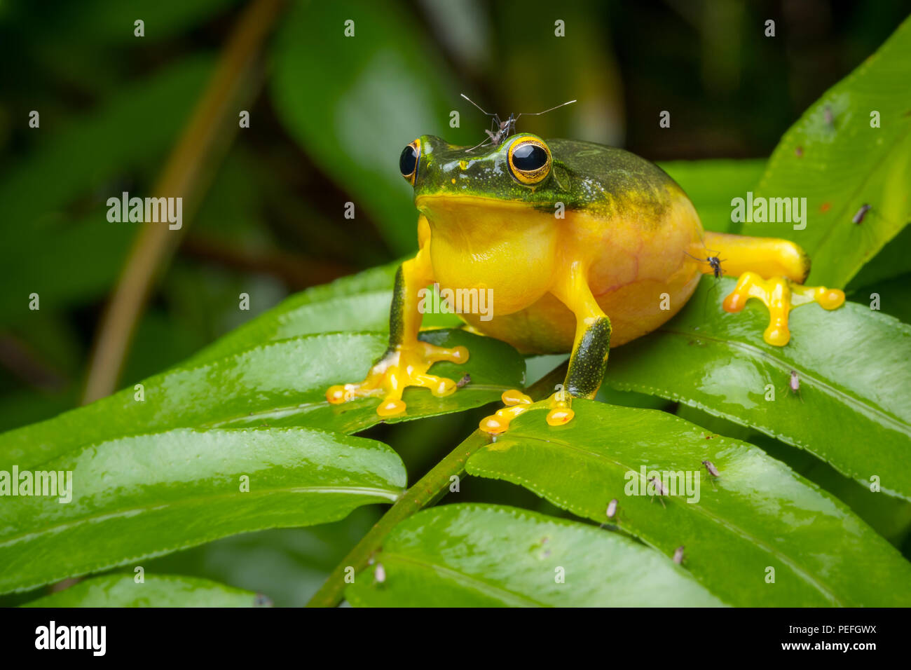 Dainty Green Tree Frog (Litoria gracilenta) Stock Photo