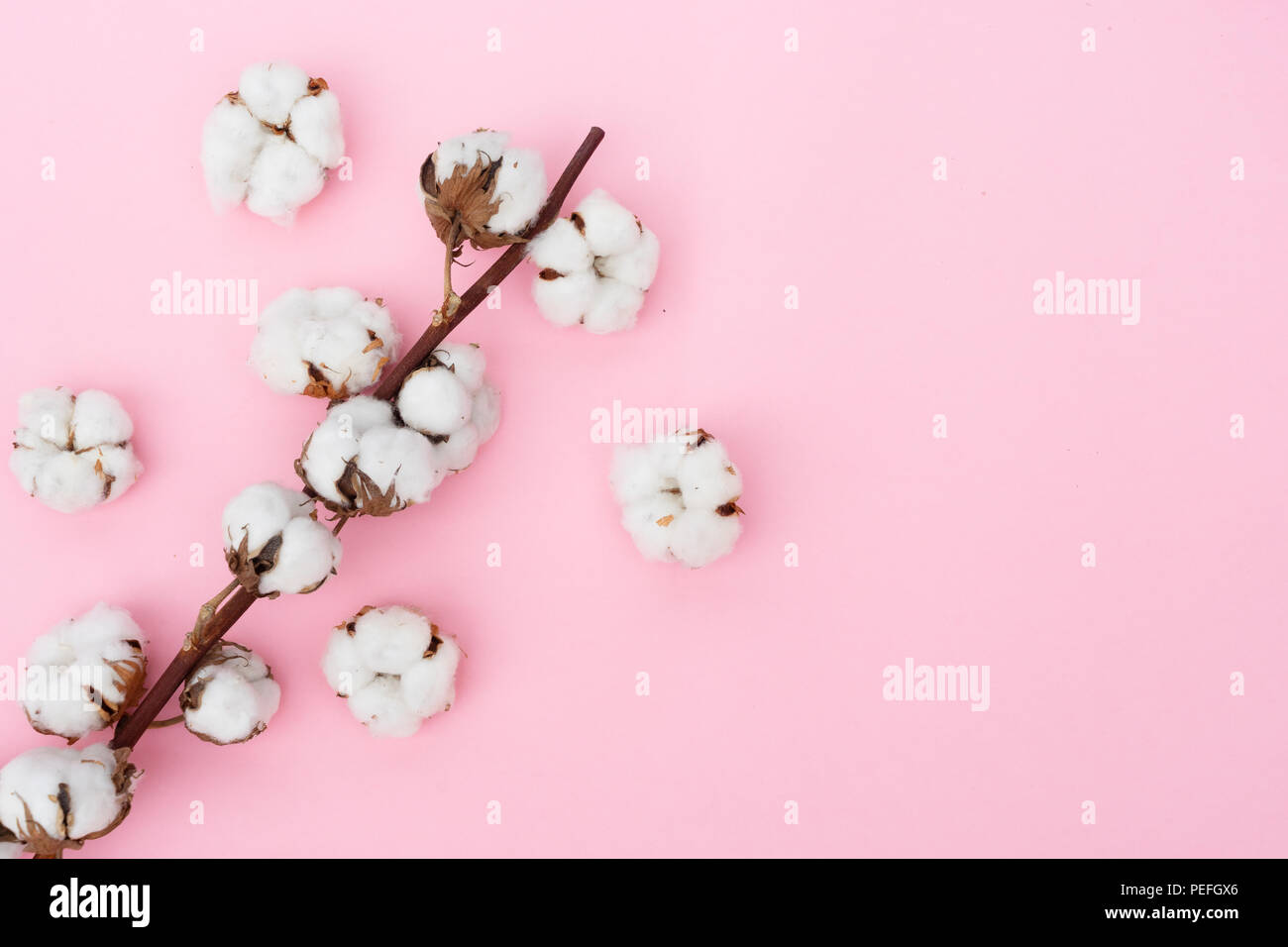 Raw cotton branch Stock Photo Alamy