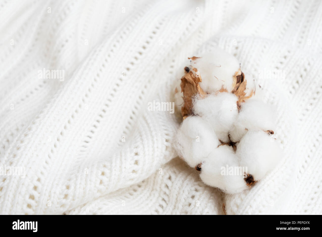Raw cotton buds on cotton texture Stock Photo - Alamy
