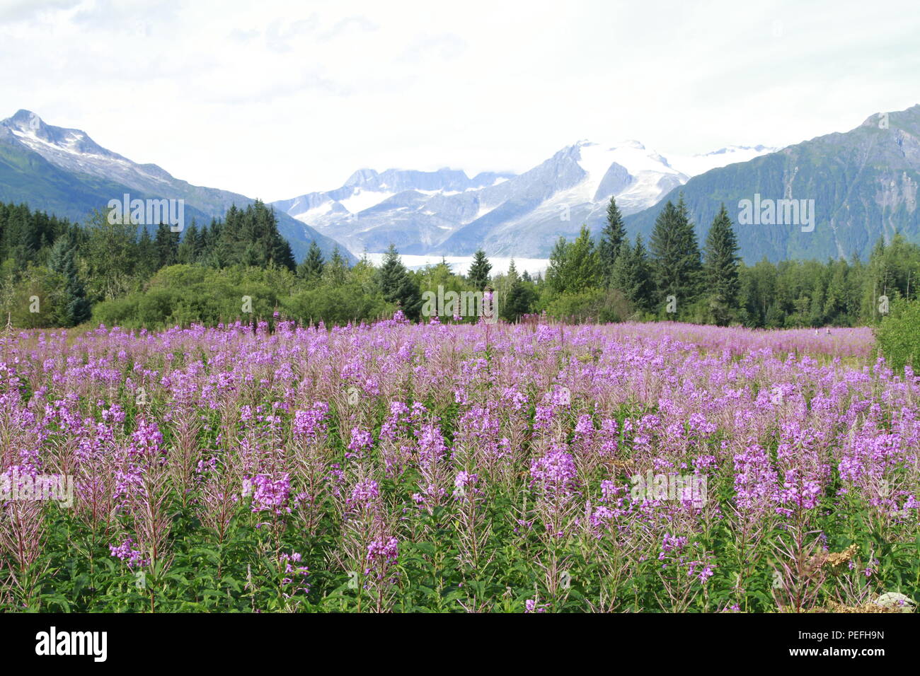 Mendenhall glacier fireweed hi-res stock photography and images - Alamy