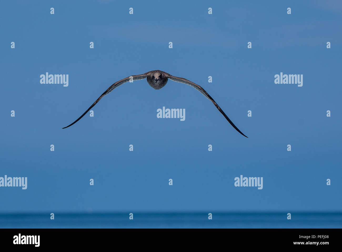 Aerodynamic seagull approaching with wings spread wide and level to the horizon. Stock Photo