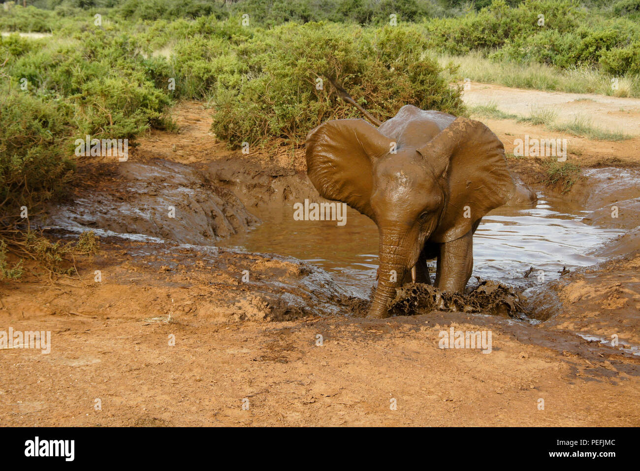 Young elephant wallowing in hi-res stock photography and images - Alamy