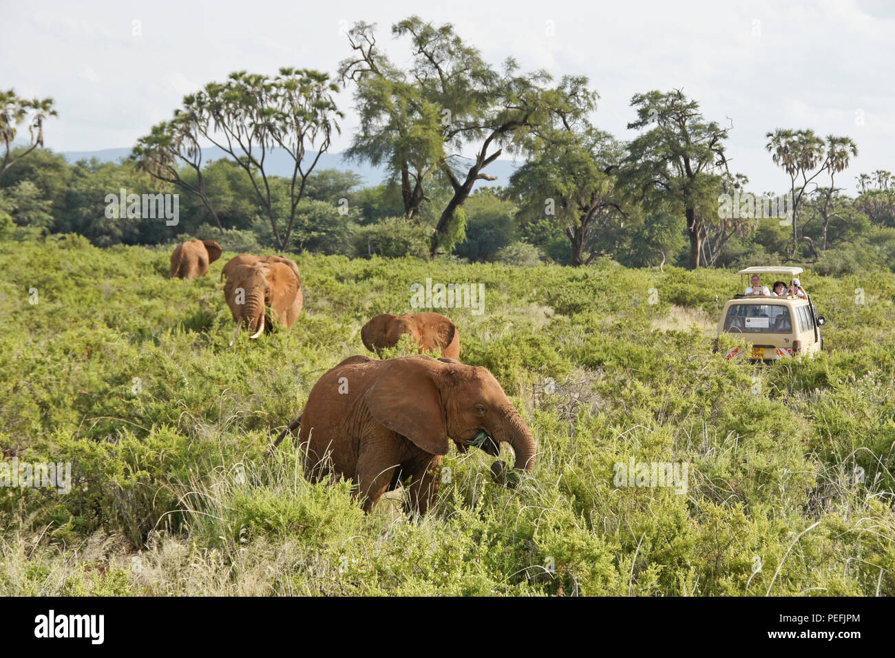 Safari vehicle surrounded by elephants feeding against a backdrop of doum palms and acacia trees, Samburu Game Reserve, Kenya Stock Photo