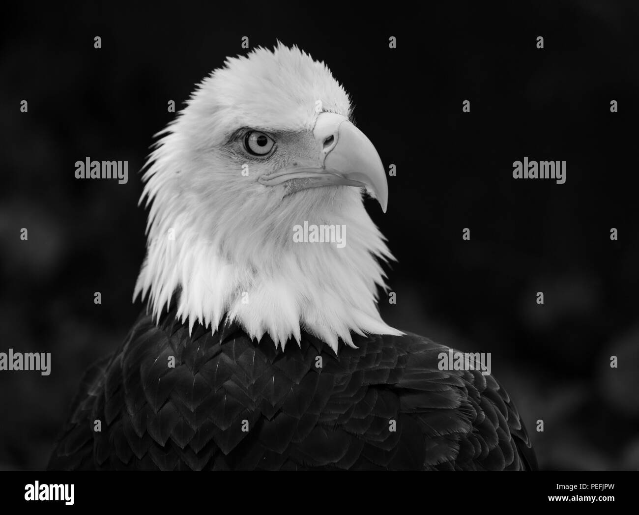 Bald Eagle Black and White Stock Photos & Images - Alamy