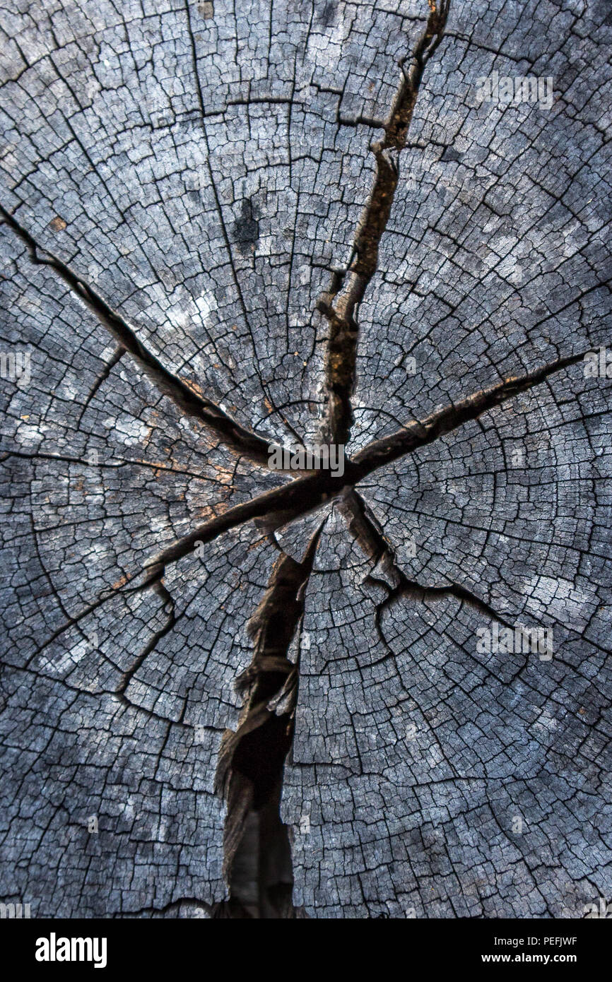 Close up of natural timber texture Stock Photo