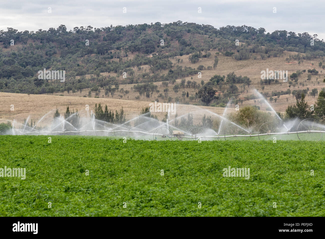 Farm irrigation sprinklers watering crops Stock Photo