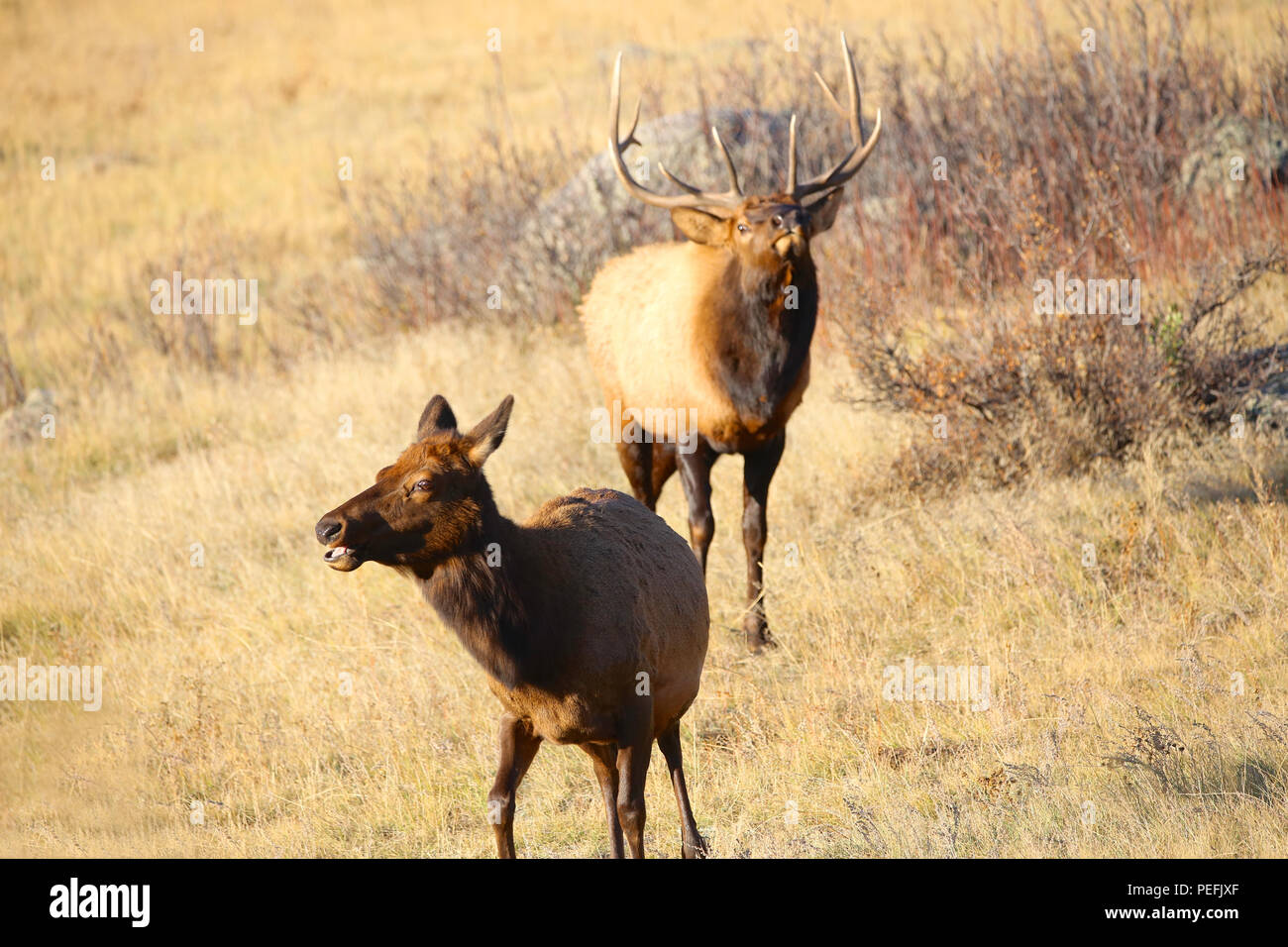 Male bull elk chasing a female cow elk during the autumn rut in Rocky