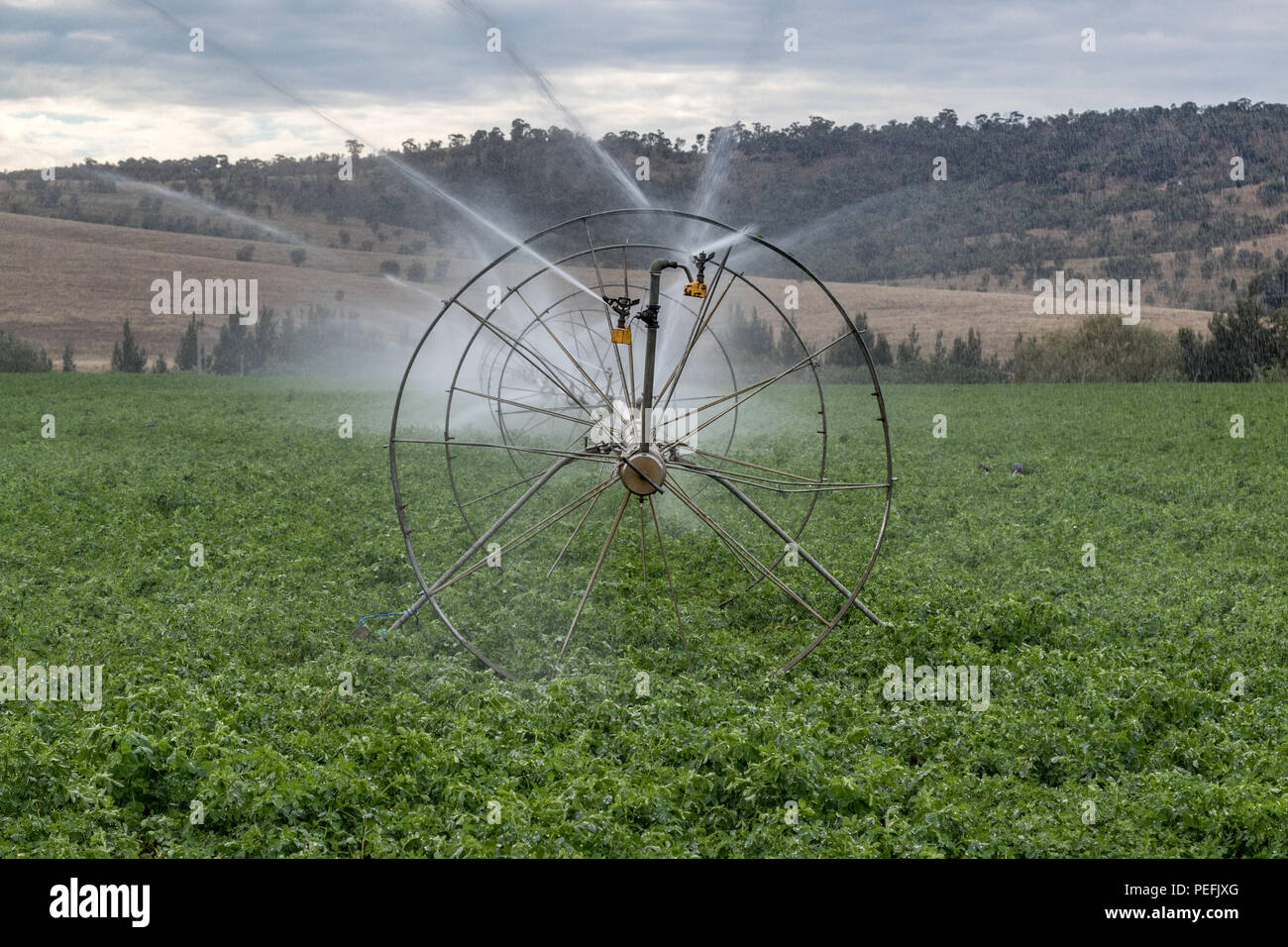 Farm irrigation sprinklers watering crops Stock Photo