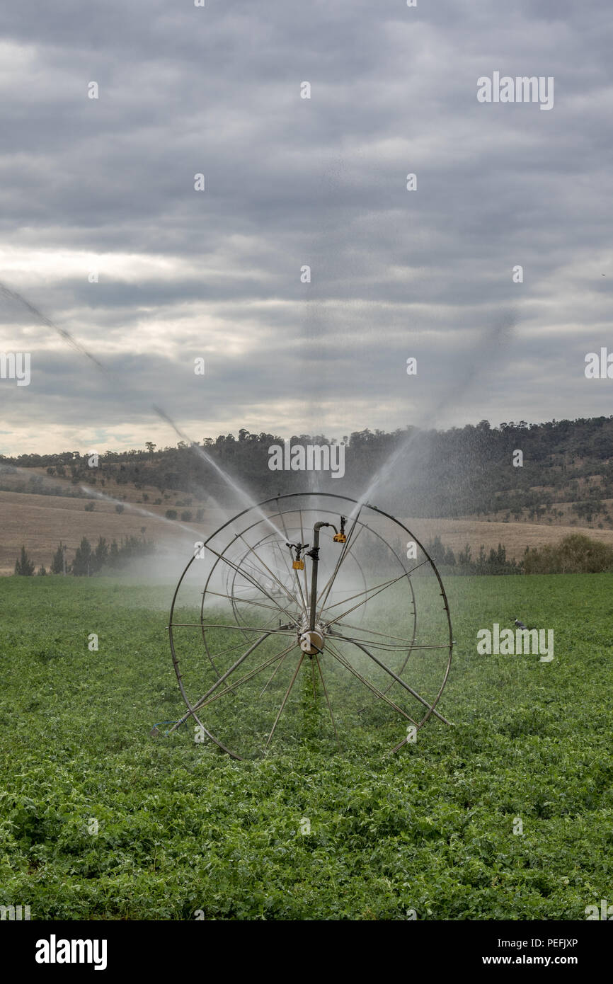 Farm irrigation sprinklers watering crops Stock Photo