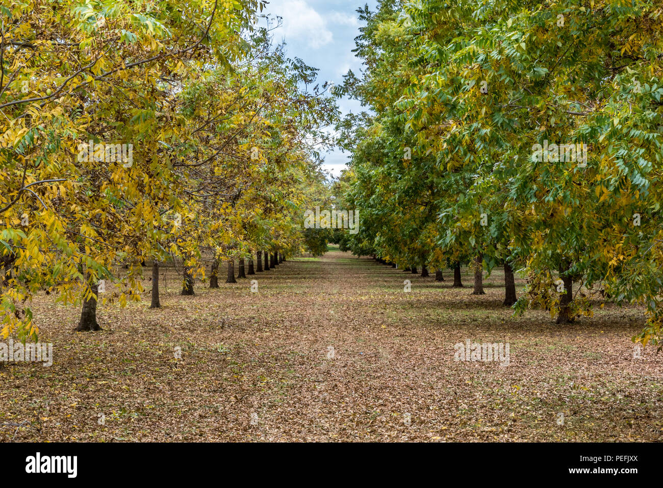 Rows planted trees on hi-res stock photography and images - Alamy