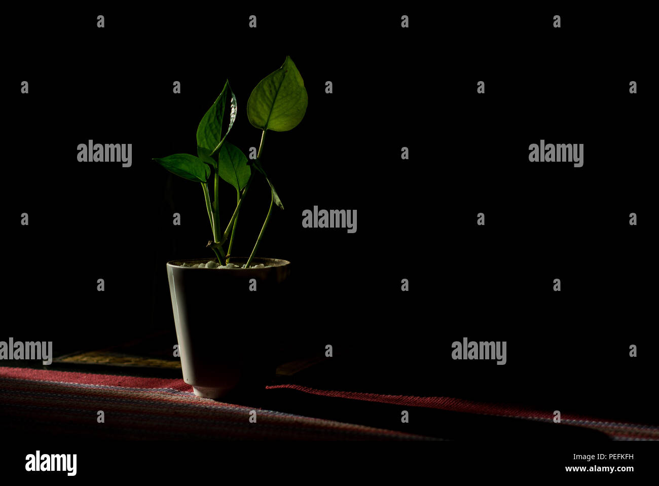 Indoor decoration money plant for good vibe and healthy green leaves indoor plant Stock Photo