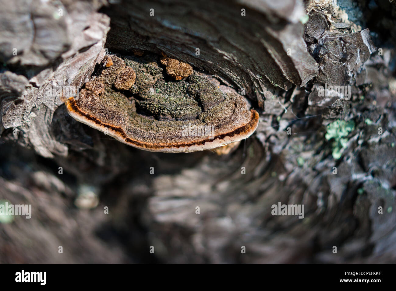 Closeup of Stem Decay Fungus (Fomitopsis pinicola) or red belt conk on a pine tree bark with spider web and green moss around Stock Photo