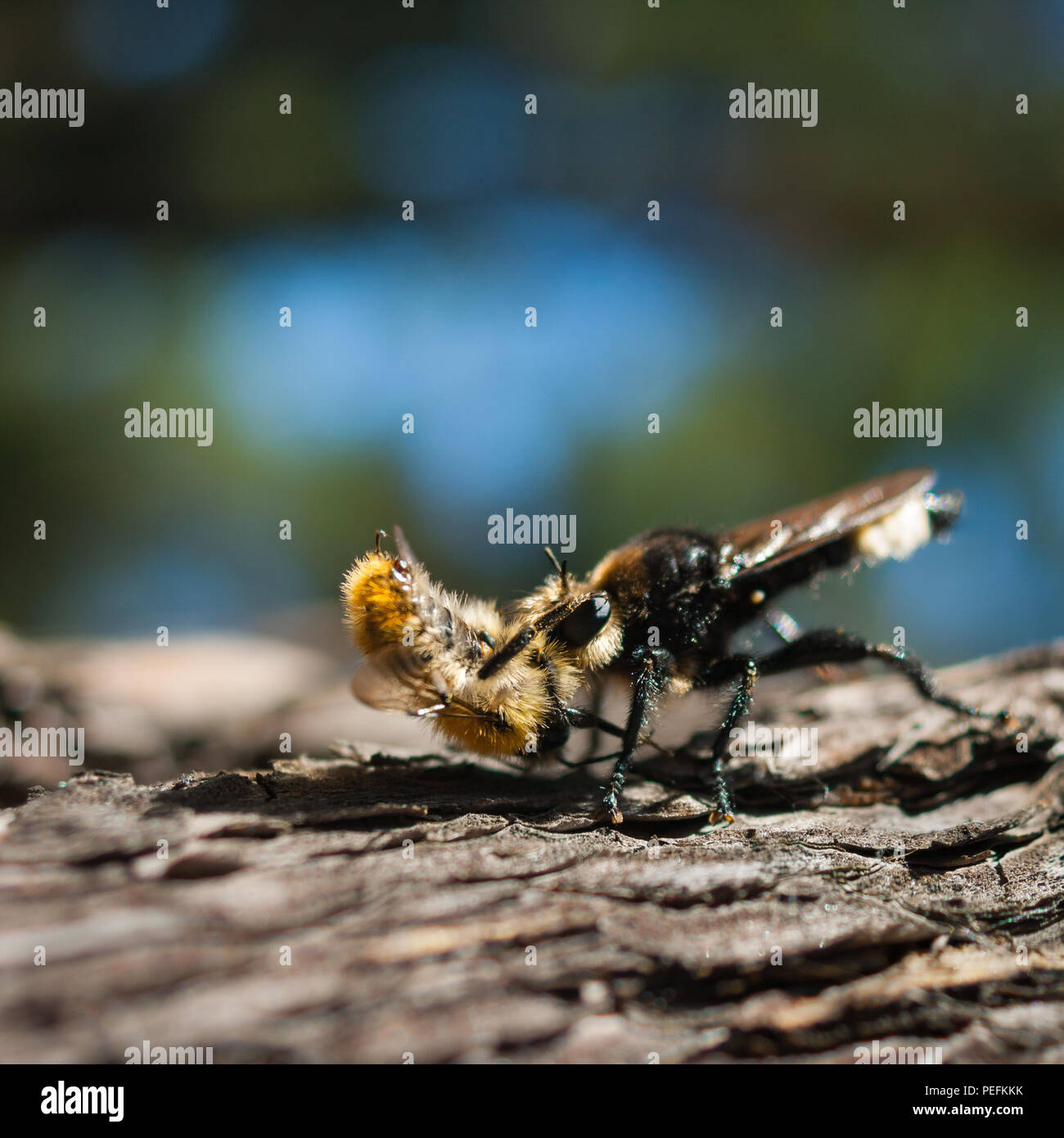 Closeup view of a European Hornet (Vespa crabro) holding prey, wild bee, on a pine tree trunk on a sunny simmer day Stock Photo