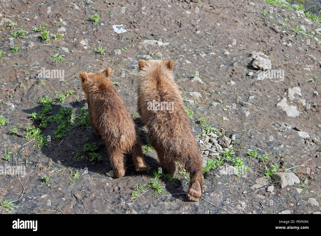 Two bears cubs walk along in Katmai National Park, Alaska Stock Photo