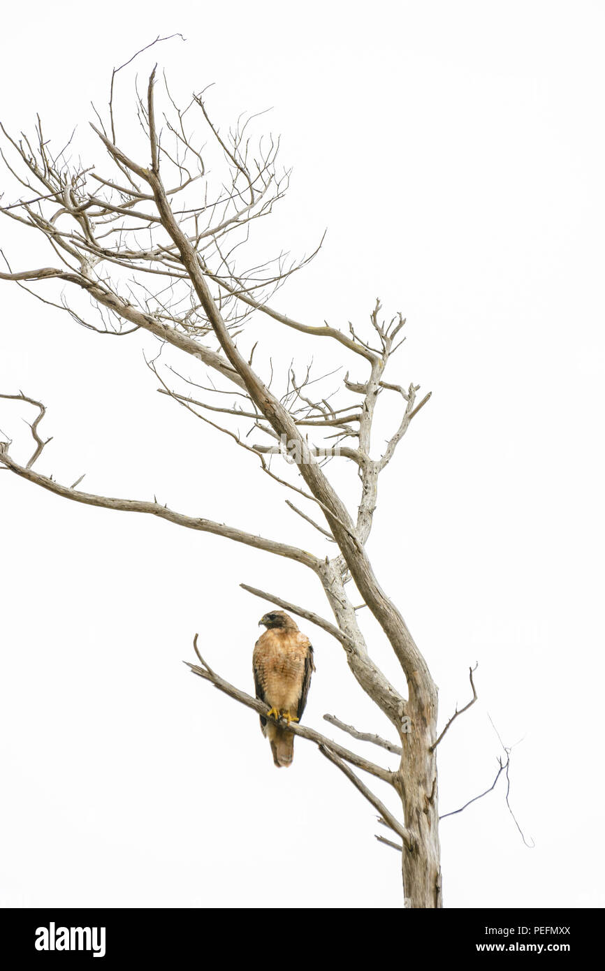 A hawk sits on a tree branch looking out at the Fitzgerald Marine Reserve, between Pacifica and Half Moon Bay, California. Stock Photo