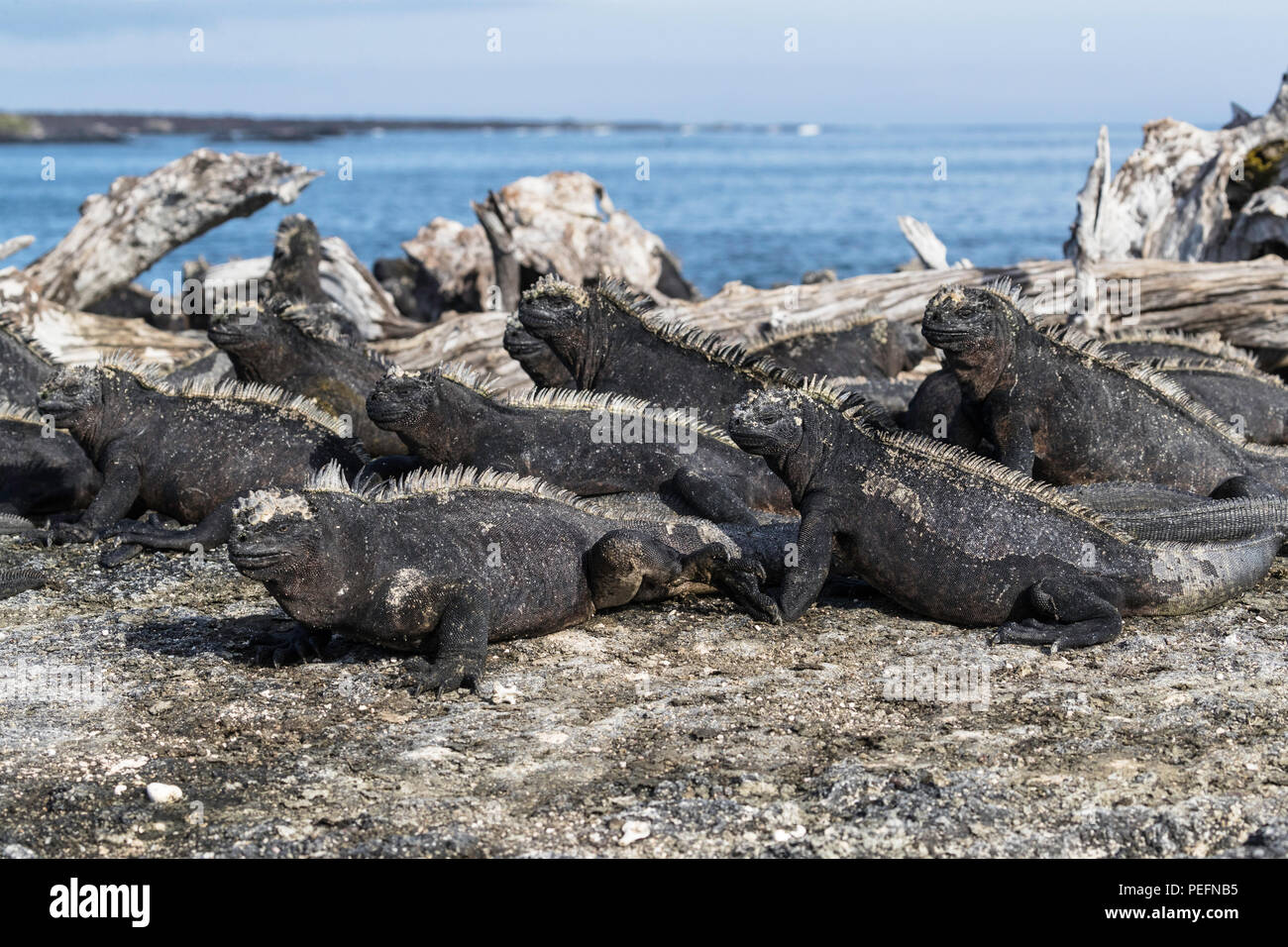 The endemic Galápagos marine iguana, Amblyrhynchus cristatus, basking on Fernandina Island, Galápagos. Stock Photo