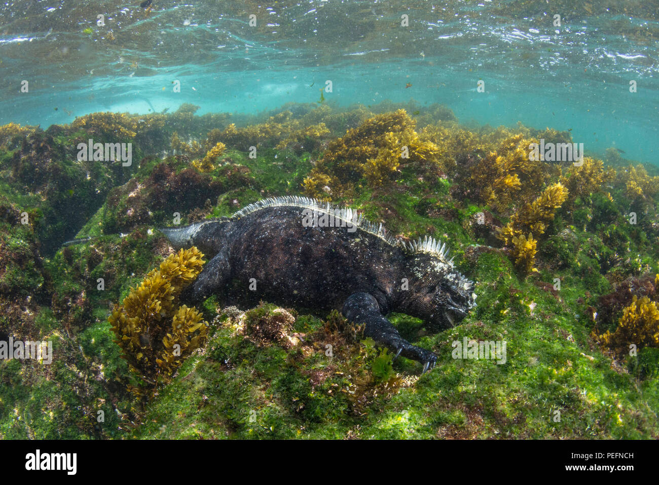 The endemic Galápagos marine iguana, Amblyrhynchus cristatus, feeding underwater, Fernandina Island, Galápagos. Stock Photo