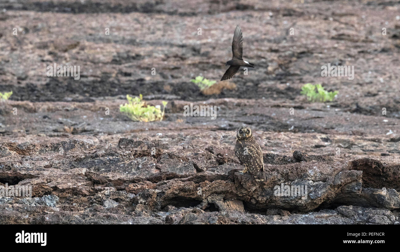 Adult Galápagos short-eared owl, Asio flammeus galapagoensis, hunting on Genovesa Island, Galápagos, Ecuador. Stock Photo