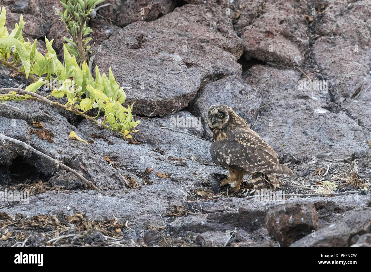Galápagos short-eared owl, Asio flammeus galapagoensis, with recent kill on Genovesa Island, Galápagos, Ecuador. Stock Photo