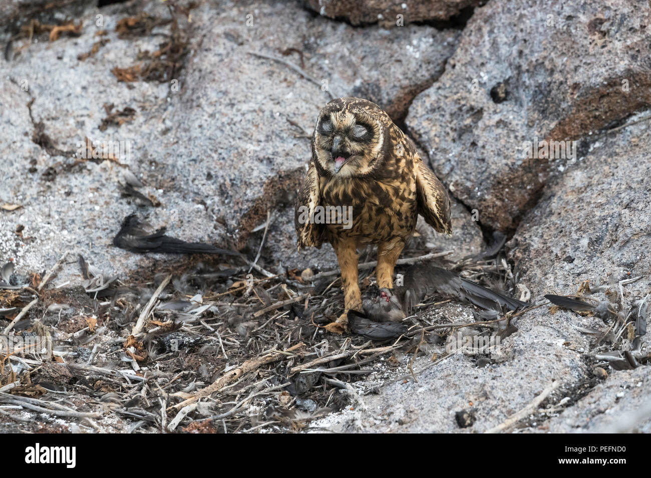GalÃ¡pagos short-eared owl, Asio flammeus galapagoensis, with recent kill on Genovesa Island, GalÃ¡pagos, Ecuador. Stock Photo