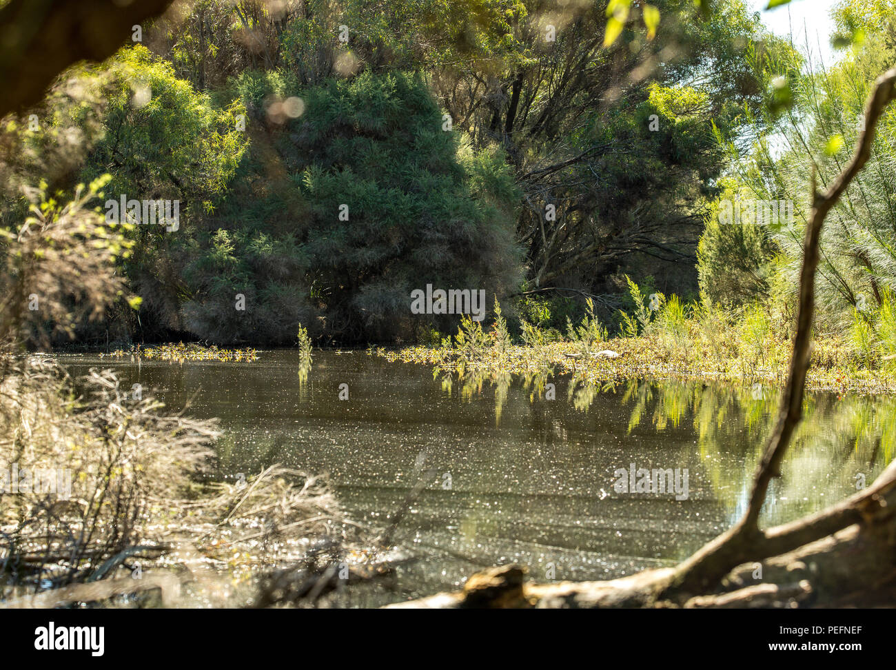 Yanchep golf course hires stock photography and images Alamy