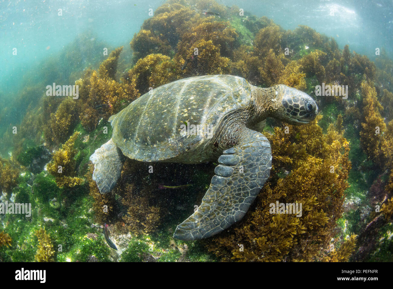 Pacific green sea turtle, Chelonia mydas, underwater on Fernandina Island, Galápagos, Ecuador. Stock Photo