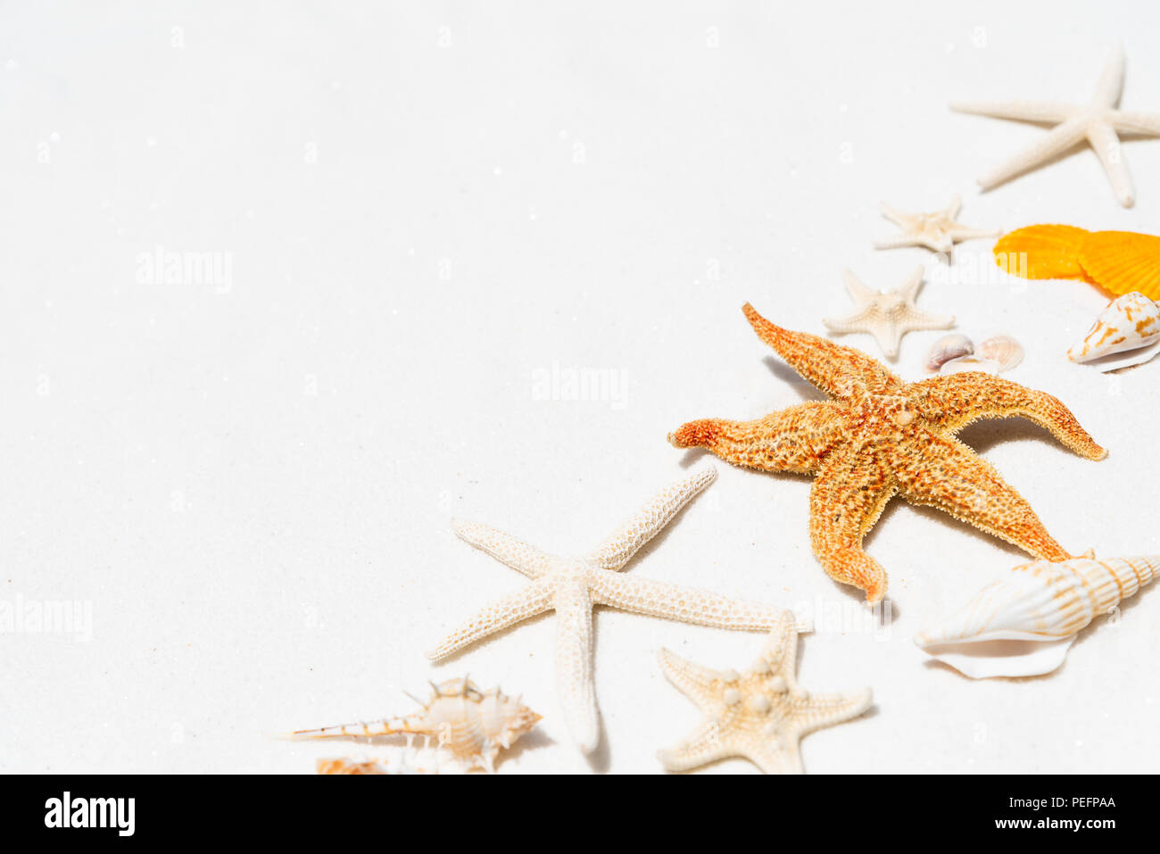 Group of beautiful seashell and starfish on white sandy beach ...