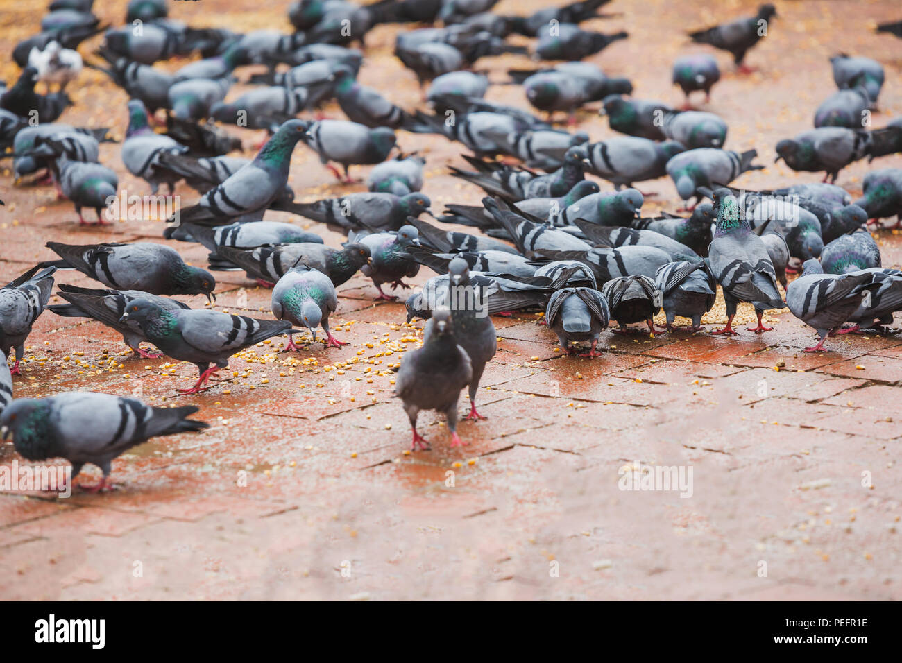 Pigeons eating corns at the Temple in Kathmandu, Nepal. Pigeon, birds