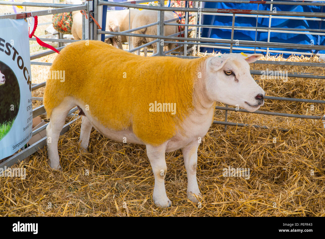 Female Texel sheep standing in pen, Tenbury show Worcestershire UK. August 2018 Stock Photo