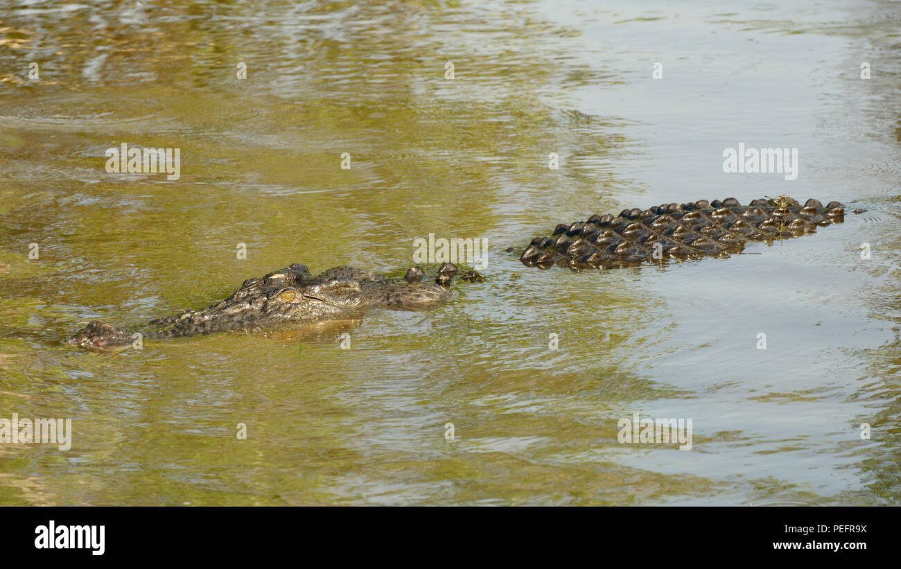 Crocodylus porosus kakadu national park hi-res stock photography and ...
