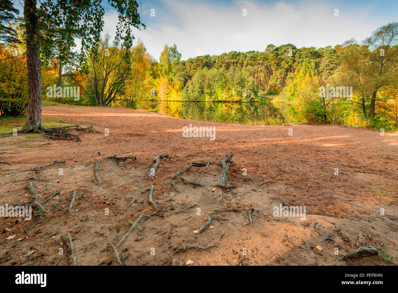 autumn landscape, shore of a lake, close-up tree roots in the ground ...