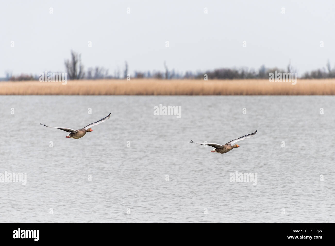 Two greylag geese are flying over the water of Oostvaardersplassen with wetlands in the background. Stock Photo